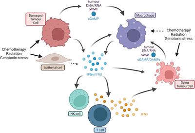 Modulation of Type I Interferon Responses to Influence Tumor-Immune Cross Talk in PDAC